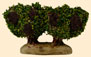 PIED DE VIGNE
