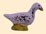 CANARD