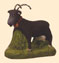 CHEVRE BRUNE