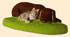 CHIEN ET CHAT DORMANT ENSEMBLE