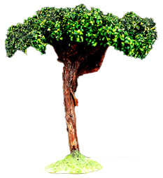 UMBRELLA PINE