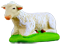 MOUTON COUCHÉ