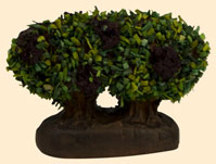 PIED DE VIGNE