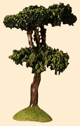 MARITIME PINE