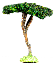 UMBRELLA PINE